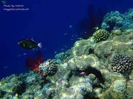 Contribute to fqnews/bnews development by creating an account on github. å¸›ç‰palau å¤§æ–·å±¤æµ®æ½›è®šå˜†ä¸å·²çš„å¥‡å¹»æµ·æ´‹ä¸–ç•Œ è¼•æ—…è¡Œ