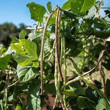 Image result for Vigna unguiculata