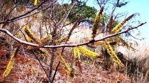 Image result for Rinorea brachypetala