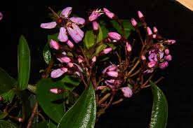 Image result for Dichaetanthera corymbosa