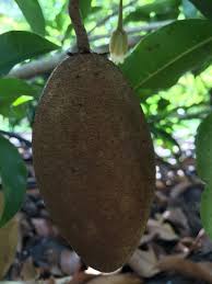Image result for Manilkara zapota