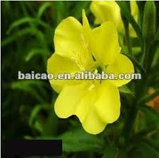 More than 30 human studies report the benefits of evening primrose oil for eczema. China Cas No 90028 66 3 Pure Natural Cold Pressed Evening Primrose Oil Benefits For Capsule Cosmetic Hair Medicine Fragrance Oil Food Flavour Base Oil Essential Photos Pictures Made In China Com