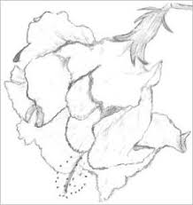 Hibiscus flower drawing on white background. Drawings Of Hibiscus Flowers