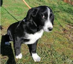 Annunci di animali in vendita a firenze e provincia: Cucciolo Border Collie Animali Febbraio Clasf