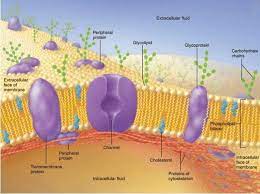Click And Drag Each Label To The Appropriate Dock Chegg Com Plasma Membrane Cell Membrane Membrane Structure