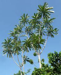 Image result for Schinziella tetragona