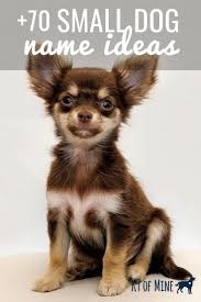 70 Small Dog Names Top Name Ideas For Petite Pooches Small Dog Names Cute Names For Dogs Dog Names