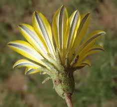 Image result for Gazania krebsiana