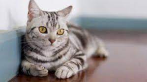 uyumlu dayanikli ve sevecen amerikan shorthair kedisi american shorthair amerikan kedi