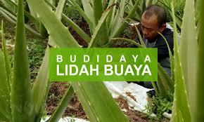 Melihat banyaknya manfaat yang bisa anda dapatkan dari lidah buaya, tidak kelima, letakkan anakan lidah buaya di tempat yang banyak terkena sinar matahari. Panduan Budidaya Lidah Buaya Agar Hasil Melimpah Unsurtani Com
