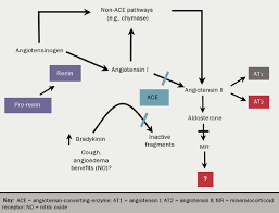 Angiotensin ii and aldosterone are the two most powerful biologically active products of. News From The 7th Annual Scientific Meeting Of The Cardiorenal Forum The British Journal Of Cardiology