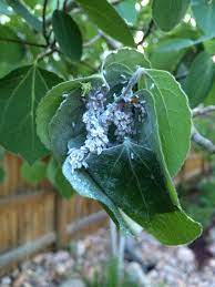 Family, home & consumer including energy, kids, elderly and relationships, finances and work, and housing; Aspen Bugs 256900 Ask Extension