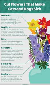 These flowers are so beautiful that it's easy to believe that they must be harmless, but both the flowers and leaves are notoriously toxic to. Houseplants Safe For Cats And Dogs Fix Com