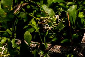 Image result for Helixanthera woodii