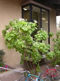 Image result for Sparrmannia