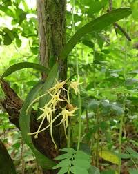 Image result for Cyrtorchis