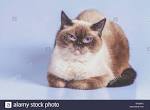 British Shorthair - Wikipedia