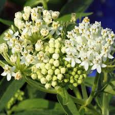 Image result for Asclepias