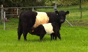 Wir verwenden als steaks das rückenstück des rindes zwischen der 8. Galloway Rinder In Montenau Die Belties Vom Wolfsbusch