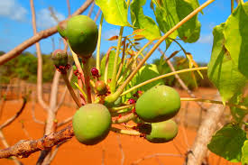 Image result for Sclerocarya birrea