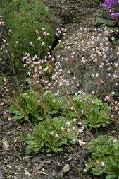 Steinbrechgewachs Saxifraga Umbrosa Garten Pflanzen Stauden Pflanzen Ziergras