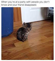 18 Times Cats Were Actually Relatable Af Funny Animals With Captions Funny Pictures Funny Animal Pictures