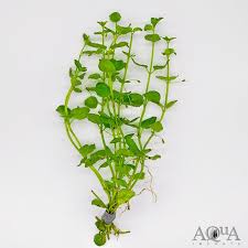 Image result for Micromeria