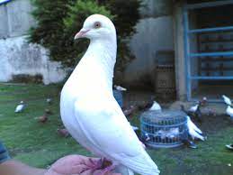 We did not find results for: Merpati Kolong Trah Salju 1280x960 Wallpaper Teahub Io
