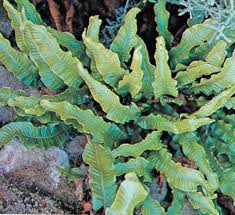 Image result for Aspleniaceae