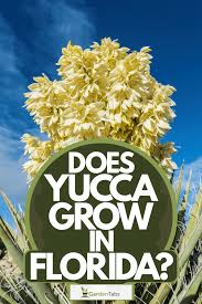 Plant in full sun and prune regularly. Does Yucca Grow In Florida Garden Tabs
