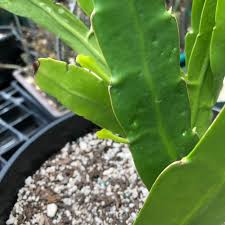 Image result for Hypericophyllum