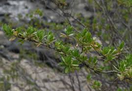 Image result for Pemphis