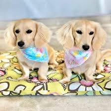 Enter your email address to receive alerts when we have new listings available for cream dachshund puppies for sale uk. History Of The English Cream Dachshund