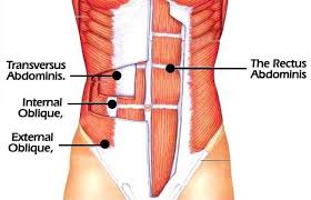 Most critical organs are housed within the torso. Can You Have Strong Abs Under Fat Yes Here S Why Fitbod