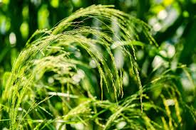 Image result for Eragrostis tef