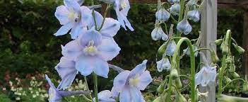 Delphinium Belladonna Flower Poison Best Flower Wallpaper