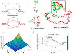Computational Simulation of Adapter Length-Dependent LASSO Probe Capture  Efficiency