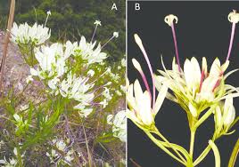 Image result for Rhodopentas