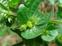 Image result for Acalypha paucifolia
