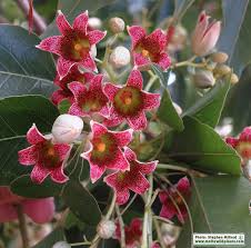 Image result for Brachychiton populneus