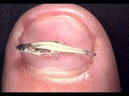 Ikan terbesar di dunia ini dapat tumbuh ikan ini memiliki ukuran tubuh yang kecil, meski kecil namun corak warnanya berhasil membuat ikan tawes di dunia internasional biasa disebut dengan nama java barb atau silver barb. Ikan Terkecil Di Dunia Dari Sumatra 0 98 Cm Youtube