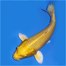 Koi) if you love the patterns and colors of koi goldfish, but you prefer to keep a tropical tank, the koi angelfish solves the problem beautifully. Gold Ogon Koi Or Yamabuki Ogon Koi Pete S Aquariums Fish