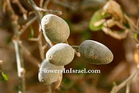 Image result for Balanites aegyptiaca