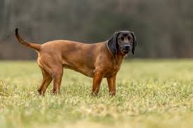 Image result for bavorský barvář