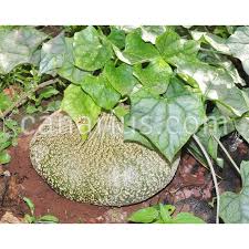 Image result for Gerrardanthus lobatus