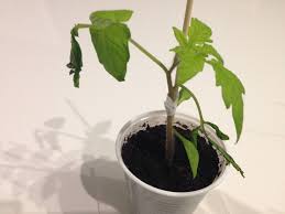 We did not find results for: Why Are Some Leaves On My Tomato Seedlings Turning Dark And Falling Off Gardening Landscaping Stack Exchange