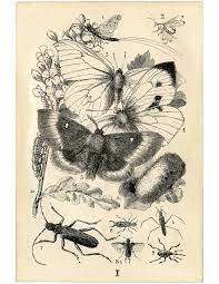 Apr 14, 2020 · i did some online search for tooth fairy notes for ideas, and wow, do people get into their tooth fairy roles! Free Printable Vintage Photos Novocom Top