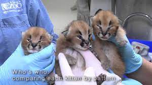 We have home raised serval kittens , ocelot kittens and caracal kittens ,8 weeks old and. Caracal Kittens At The Oregon Zoo Youtube