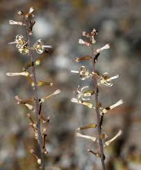 Image result for Drimia elata