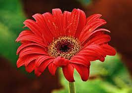 Red Gerbera Flower Photograph By Johnson Moya